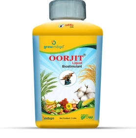 MAXAN OORJIT