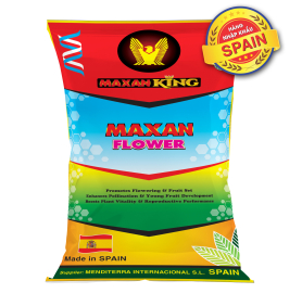 MAXAN FLOWER