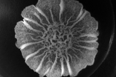 VI SINH SỐ #3: BACILLUS SUBTILIS
