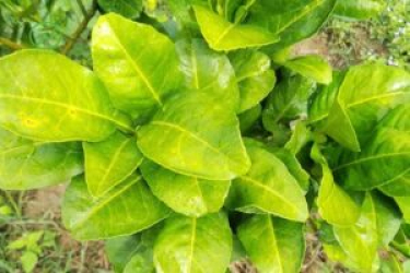 Vàng lá rụng lá thối rễ giải pháp toàn diện từ gốc