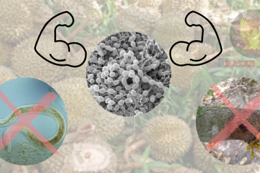 VI SINH SỐ #4: STREPTOMYCES NIGRESCENS