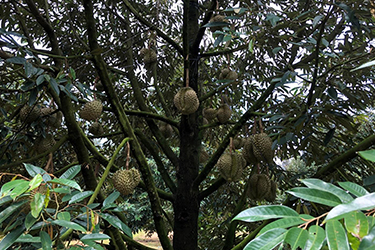 TÁC ĐỘNG CỦA ĐI ĐỌT ĐẾN TRÁI SẦU RIÊNG NON