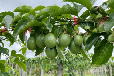 KỸ THUẬT CÂY CHANH DÂY - MAXANKING