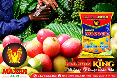 Tại Sao Cần Rửa Vườn Cà Phê Sau Thu Hoạch? Bí Quyết Chăm Sóc Cây Hiệu Quả