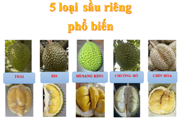 5 LOẠI SẦU RIÊNG PHỔ BIẾN  HIỆN NAY