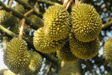 KỸ THUẬT CÂY SẦU RIÊNG - MAXANKING