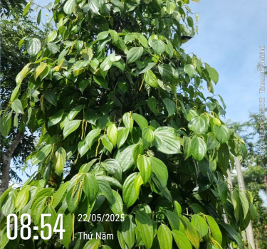 Tư vấn kỹ thuật