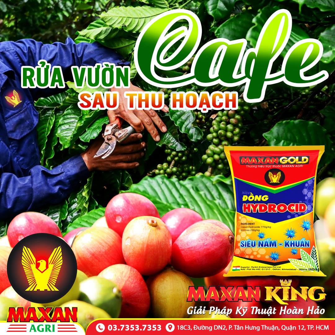 Rửa vườn cà phê sau thu hoạch